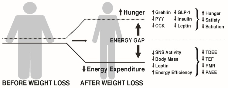 Luka metaboliczna to jeden z głównych powodów, dla których po szybkiej utracie wagi, organizm ma tendencję do łatwego powrotu do poprzedniej wagi.