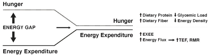 Utrzymanie tzw. wysokiego przepływu energii — czyli stanu, w którym dzienny wydatek energetyczny jest wysoki i zrównoważony odpowiednim spożyciem kalorii — może zmniejszyć spadki tempa metabolizmu (RMR) i efektu termicznego jedzenia (TEF). Dodatkowo pozwala to na bardziej precyzyjne dostosowanie ilości spożywanej energii do rzeczywistych potrzeb organizmu.