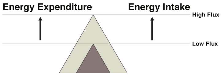 Prawidłowo dobrana strategia i regularna kontrola składu ciała to klucz do trwałych rezultatów i zdrowego procesu odchudzania.