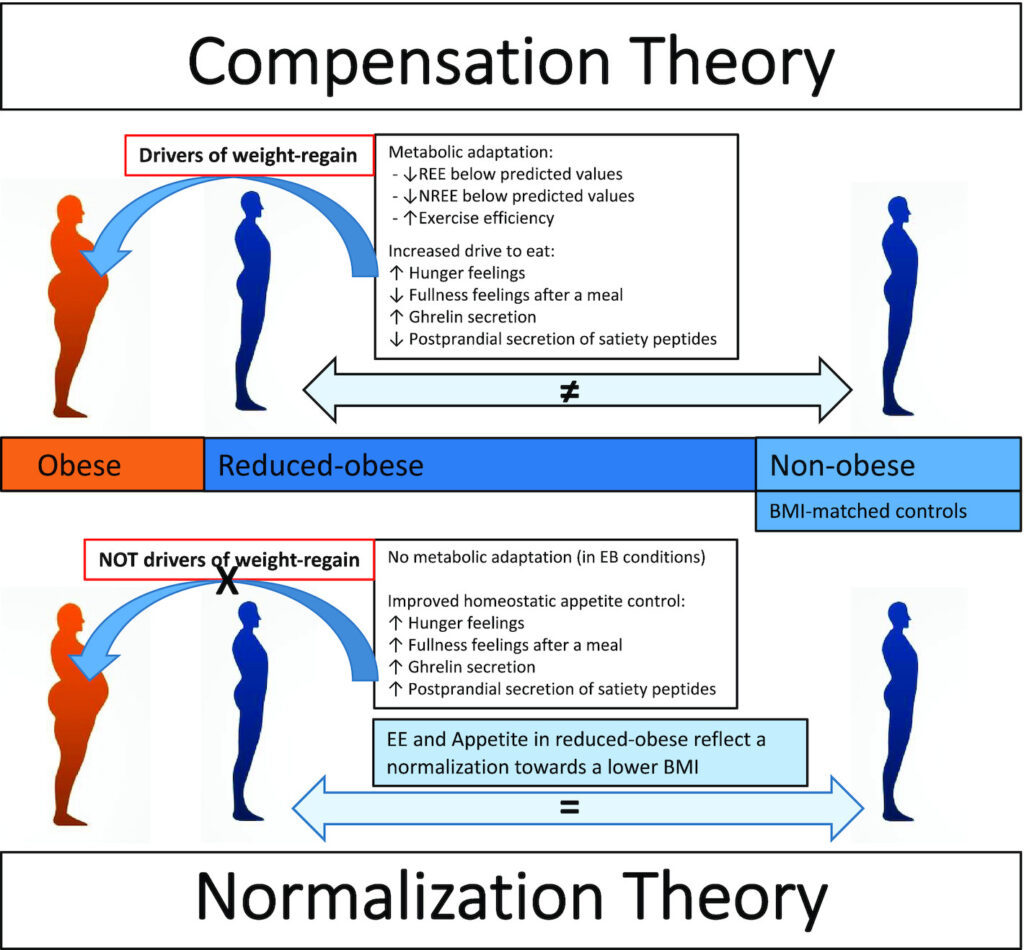 Jedną z najczęstszych przyczyn nawrotu otyłości i braku trwałych efektów leczenia jest nieosiągnięcie prawidłowego składu ciała. Zgodnie z nowoczesną teorią kompensacji (lub normalizacji), ryzyko powrotu choroby znacząco spada, gdy osoby, które schudły ("ex-obese"), uzyskują taki sam skład ciała jak osoby, które nigdy nie chorowały na otyłość ("never obese").